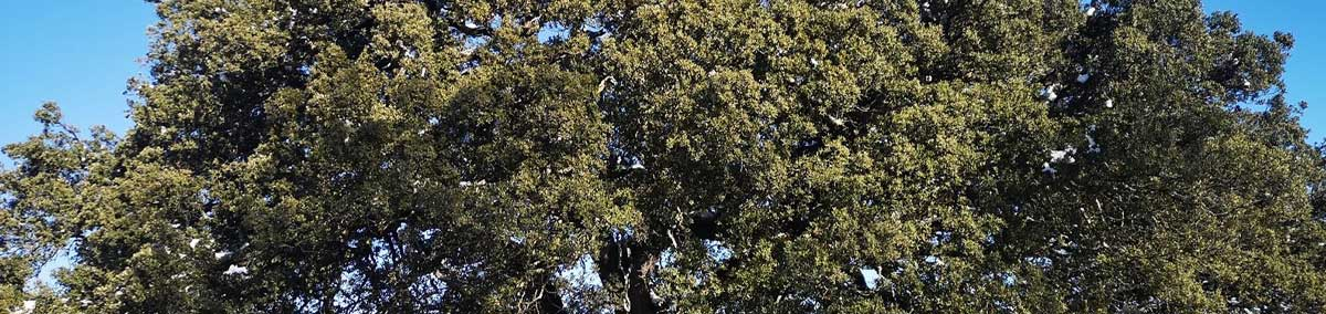 Banner-Carrasca.png